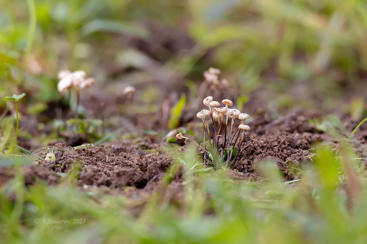 Негниючники - Александр Синдерёв