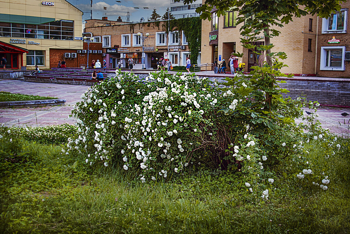 Гордская зарисовка - Владимир Кроливец