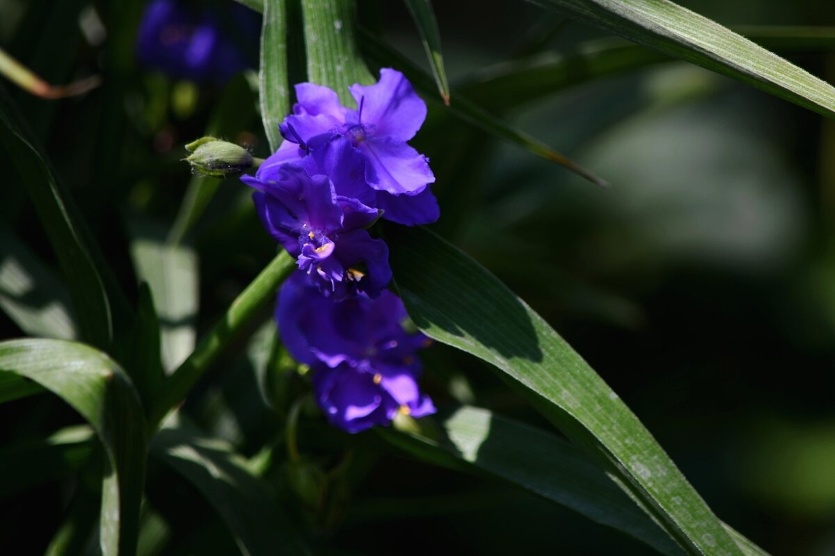 Цвет настроения синий)) - Татьяна Евдокимова Цвет настроения синий)) - Татьяна Евдокимова
