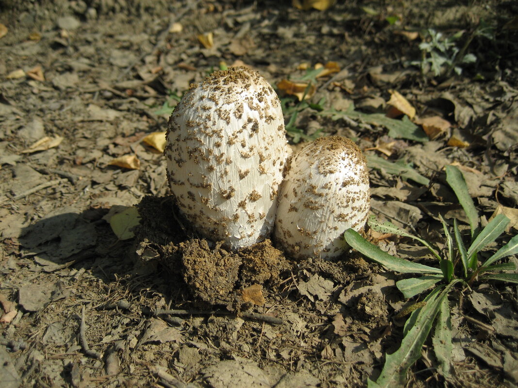 Навозники - Anna Ivanova Навозники - Anna Ivanova