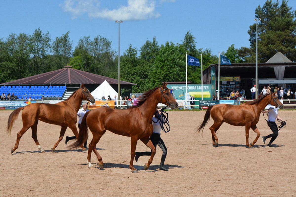 Международная конная выставка "Иппосфера" 2025 - Николай Международная конная выставка "Иппосфера" 2025 - Николай
