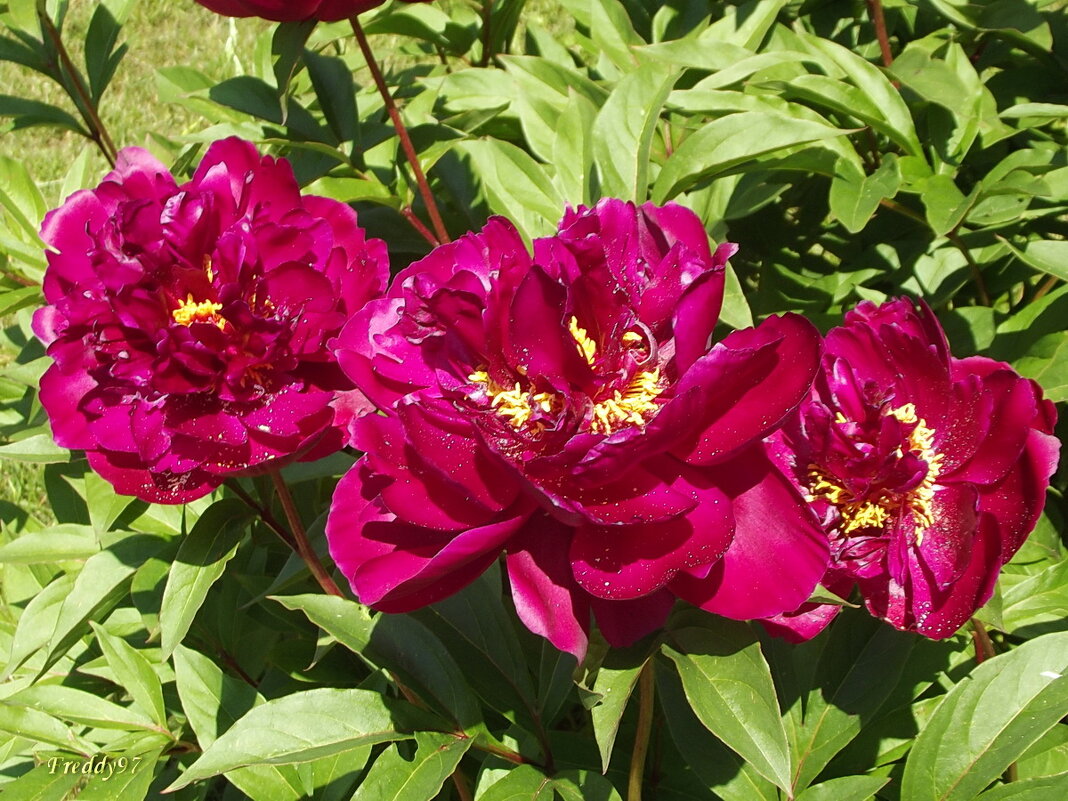 Пионы - Freddy 97