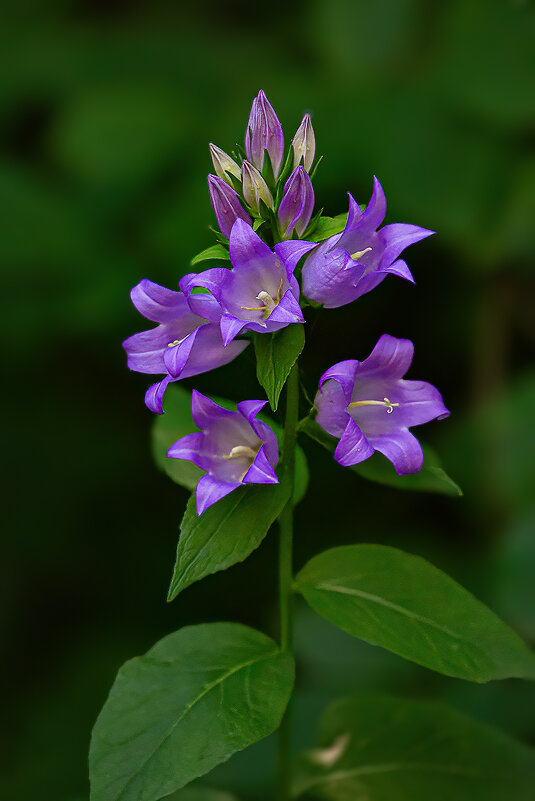 *** - Виктор Шпаков *** - Виктор Шпаков