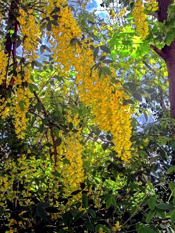 Бобовник анагировидный - Сергей Карачин