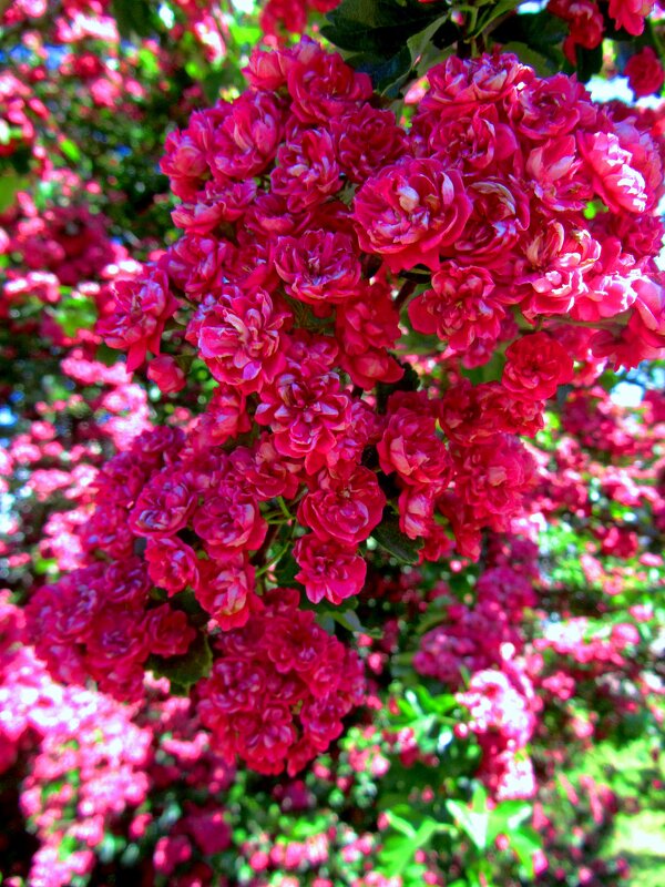 Боярышник красный - Сергей Карачин