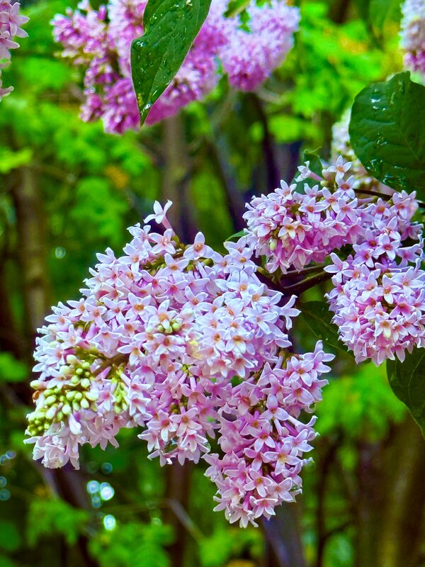 Веточка сирени - Iren Brilliance Веточка сирени - Iren Brilliance