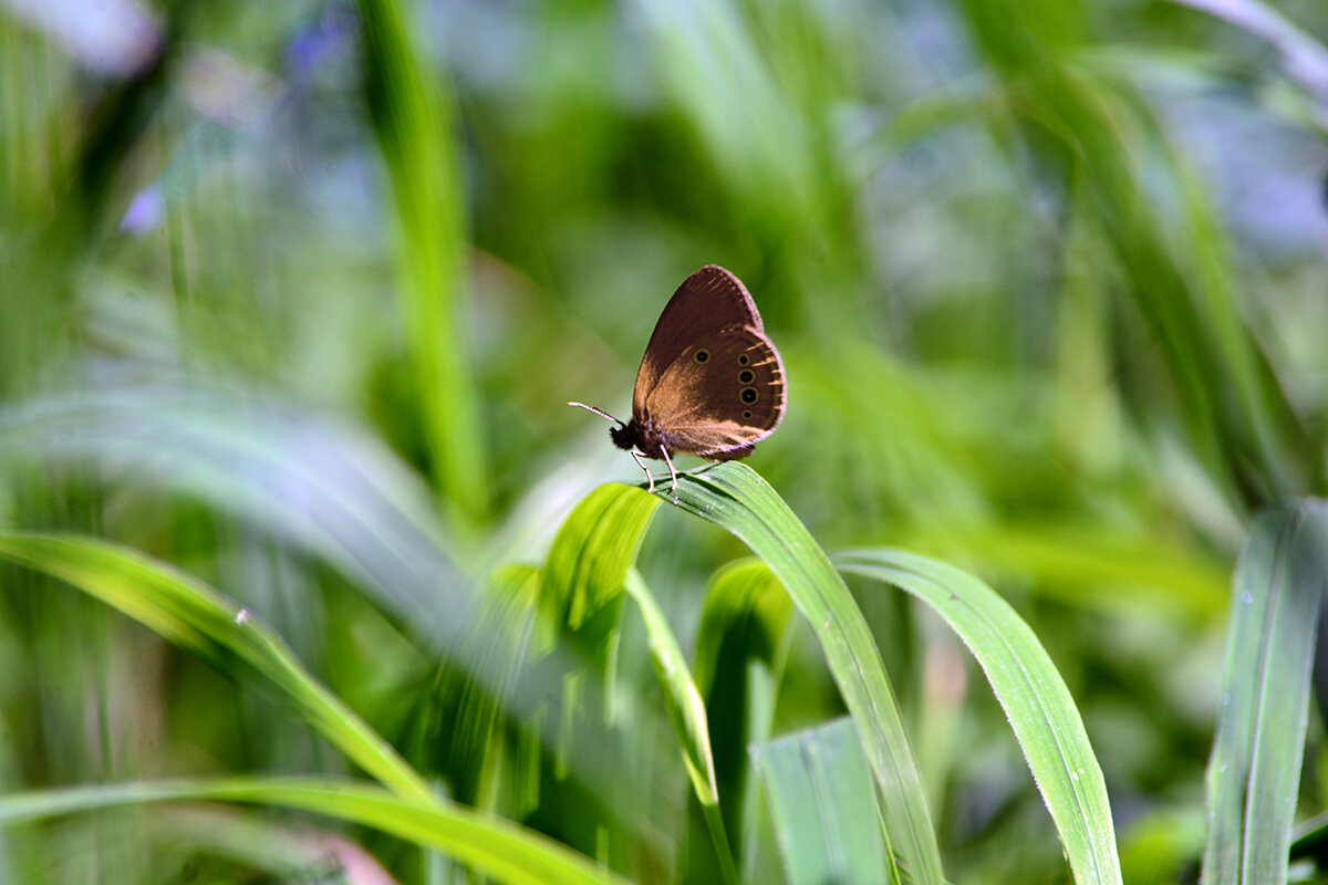В траве луговой - Геннадий Супрун В траве луговой - Геннадий Супрун