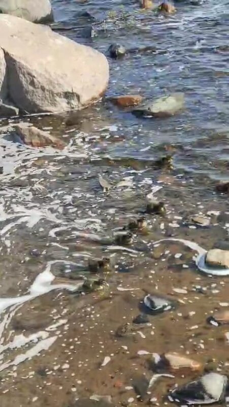 Онежское озеро - Ирэн 