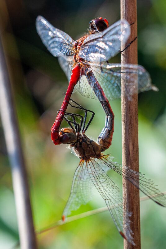 Дикая природа. - Alexandr Gunin