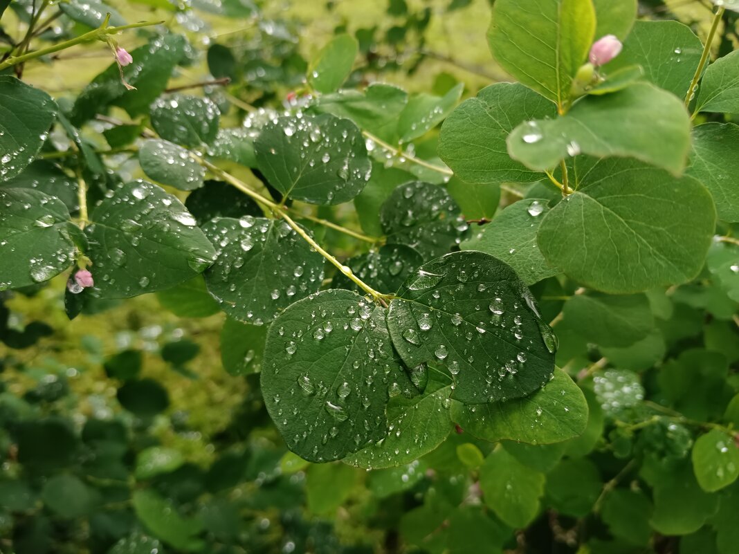 Накануне лил дождь... - Мария Васильева