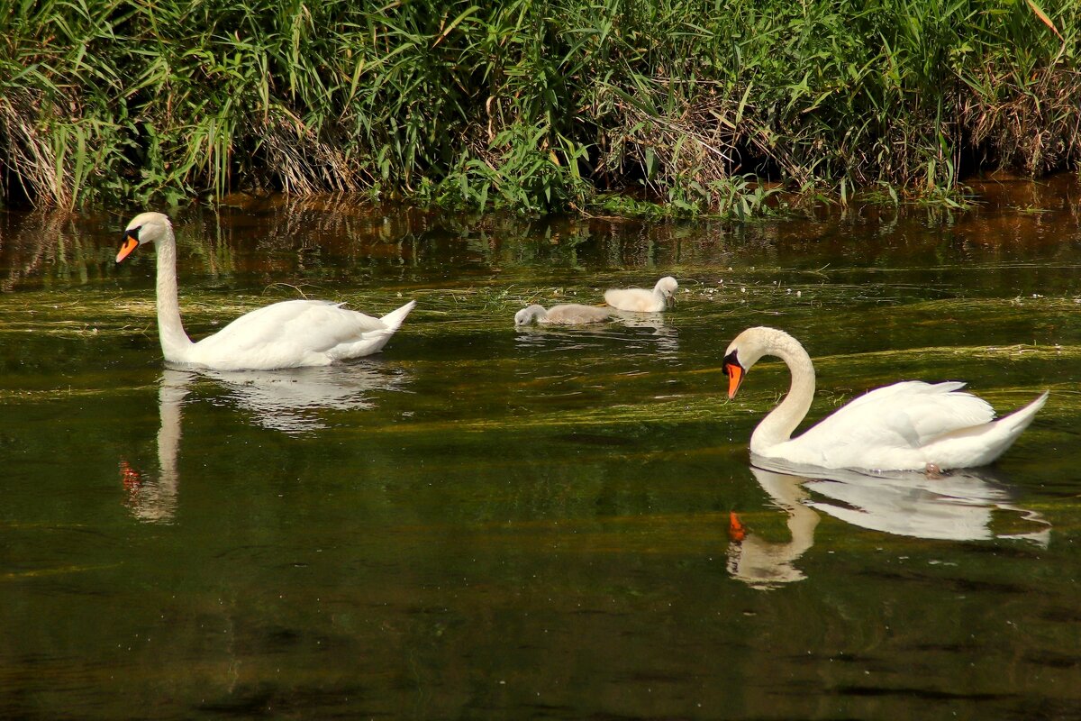 Семейное - Юрий. Шмаков