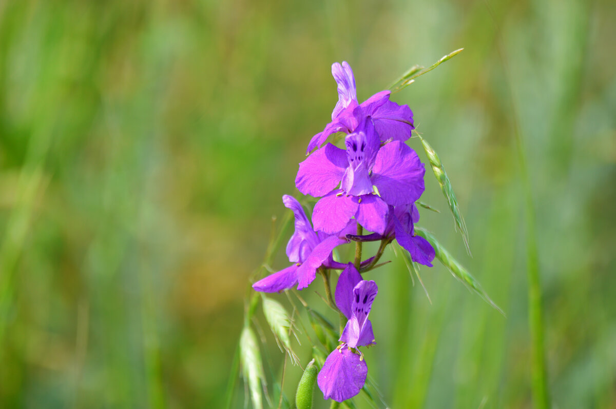 Живокость полевая - Надежда Куркина 