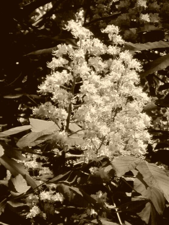 Свечи каштана - Дмитрий Никитин