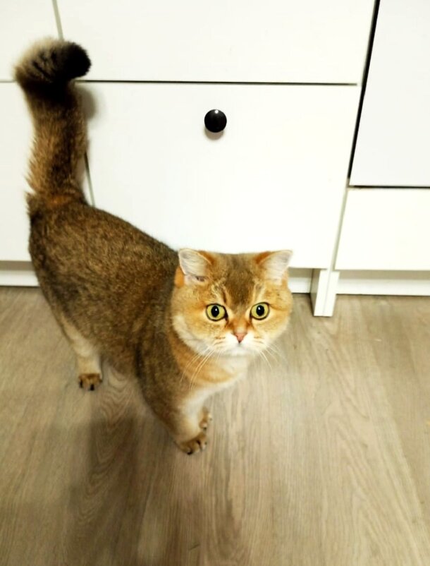 Киса моей племянницы. - Ирина ***