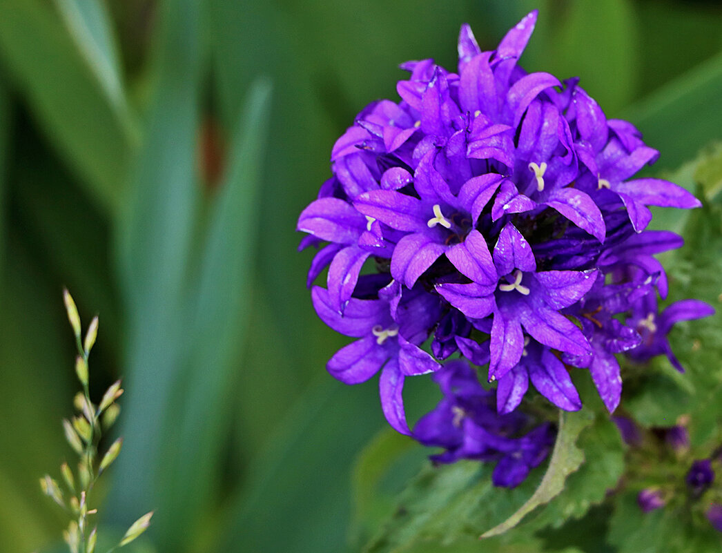 Колокольчик сборный - Светлана 