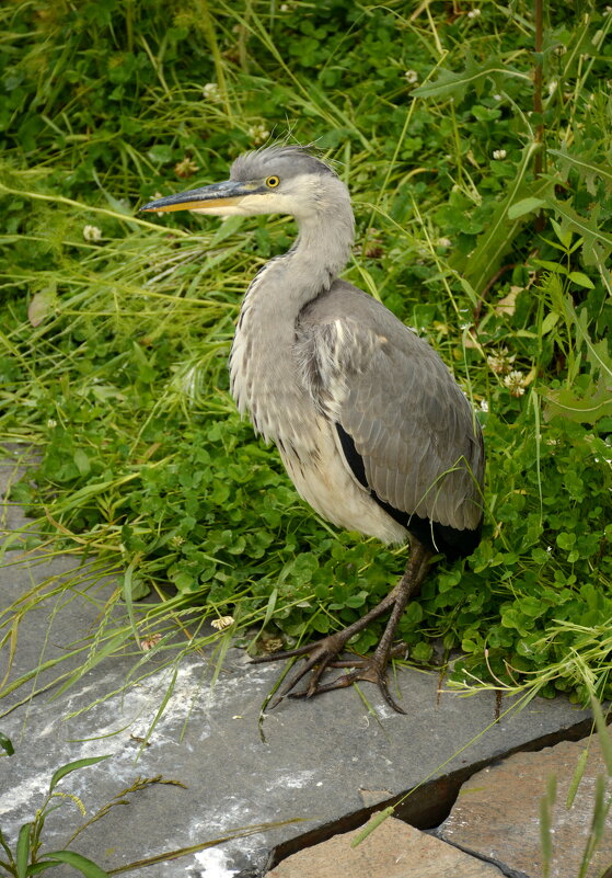 Серая цапля - Леонид Иванчук