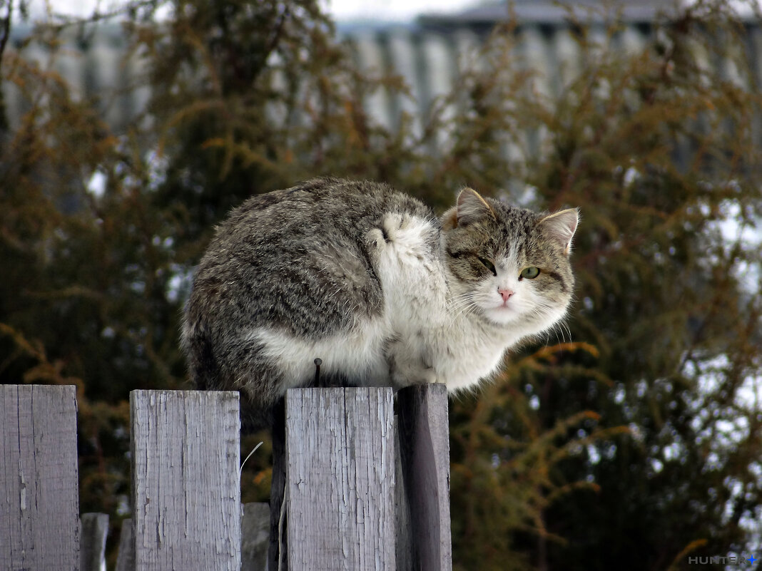 уличный кот - Полина Лопатина (Hunter)