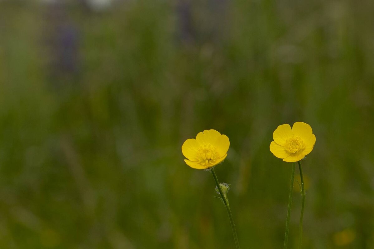 Травы Владимирской области - Николай Чичерин Травы Владимирской области - Николай Чичерин