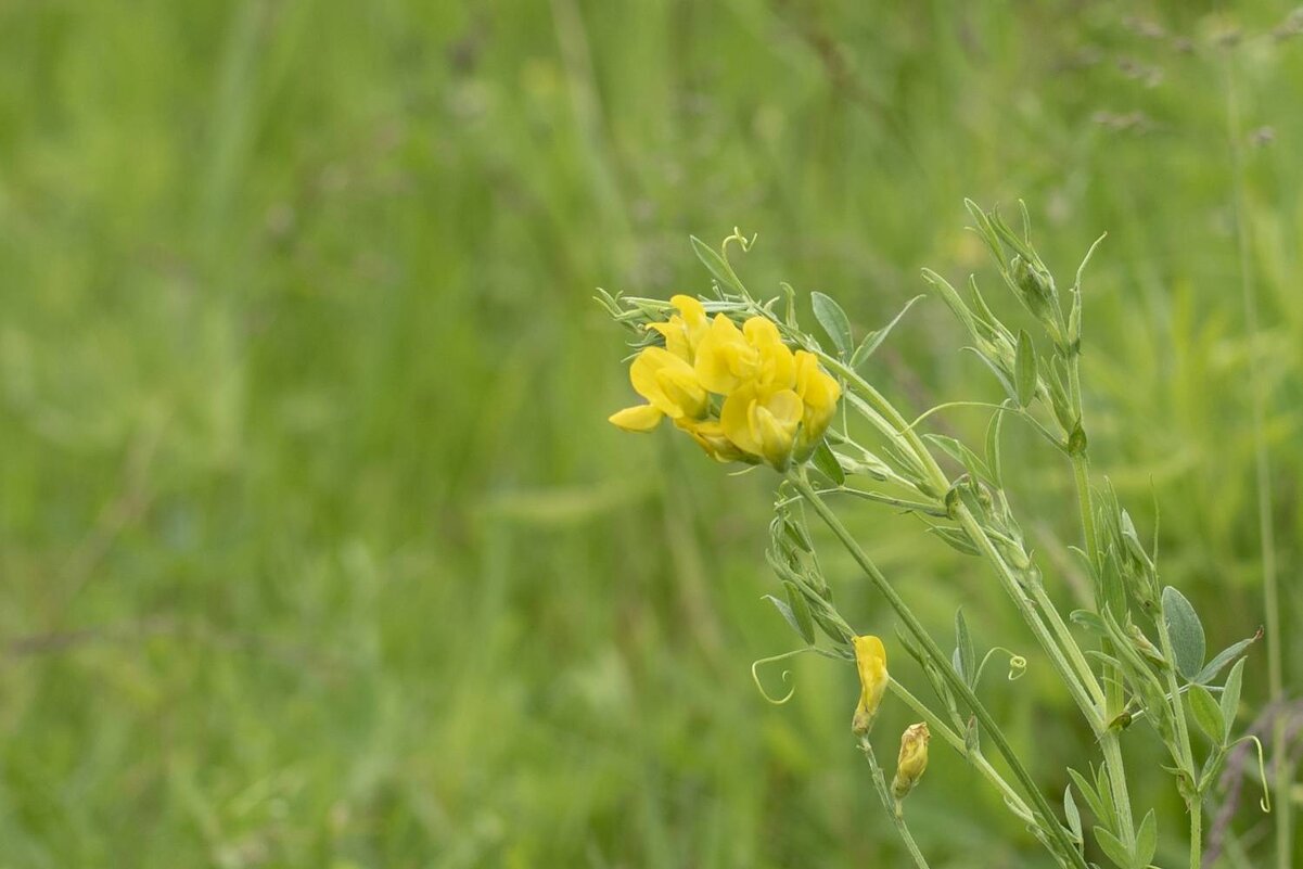 Травы Владимирской области - Николай Чичерин