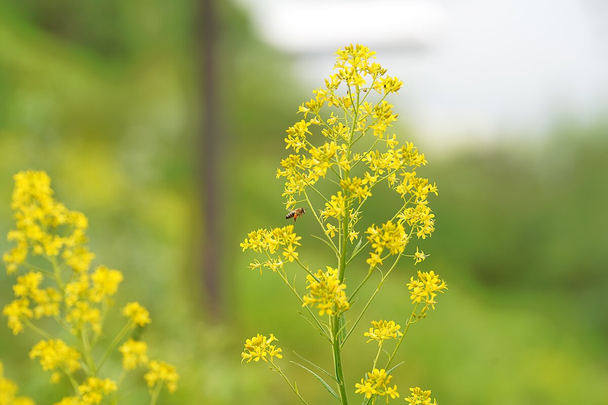Вайда красильная - Татьяна Тюменка