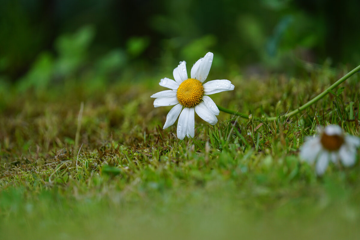 **** - Иван Литвинов