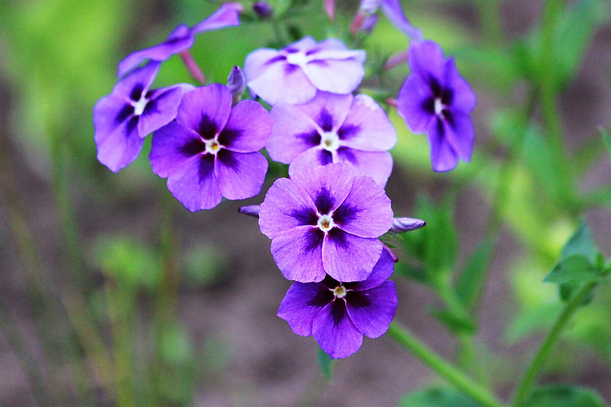 Флоксы однолетники - Александр Щеклеин