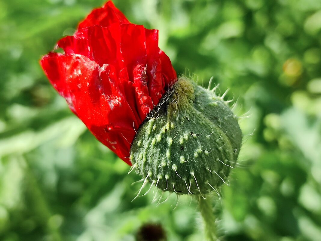 На встречу новому дню - Валентина Богатко 