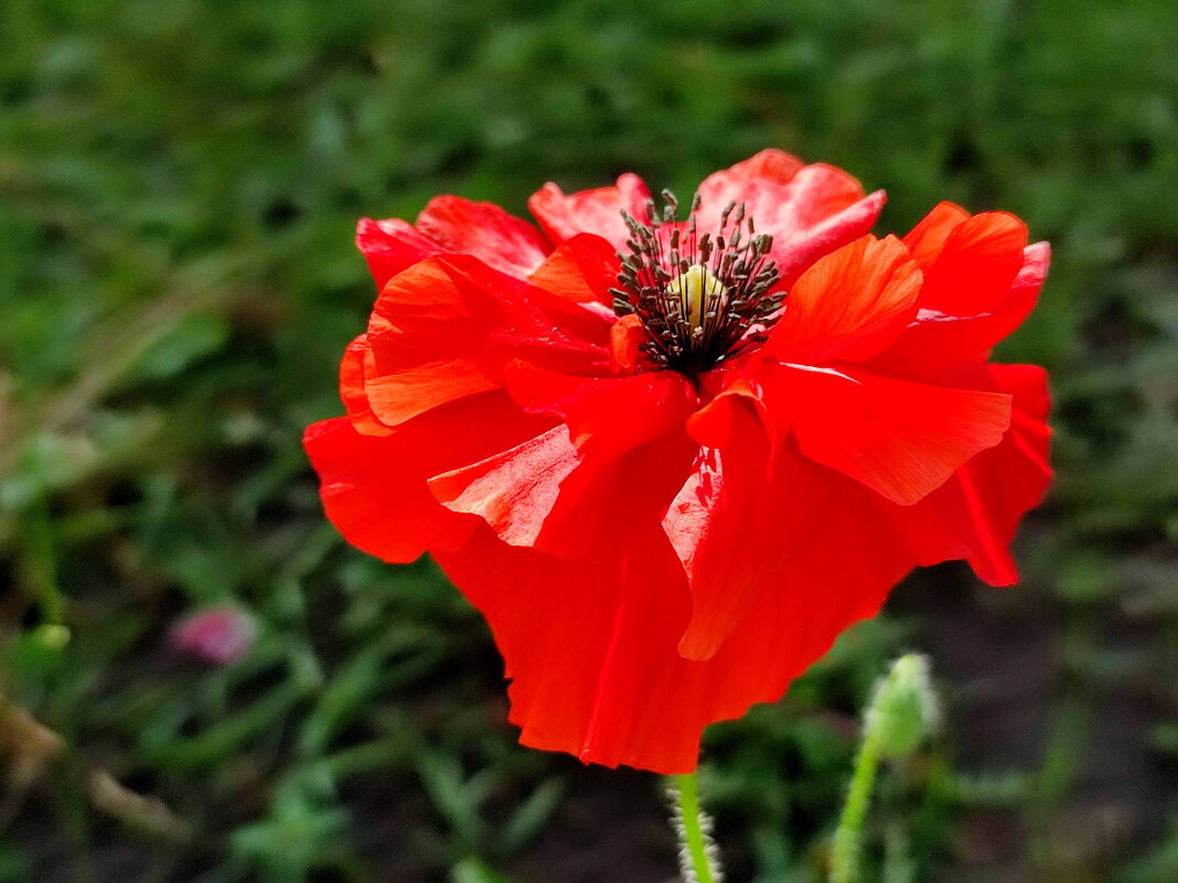 Цветочный мак - Валентина Богатко 