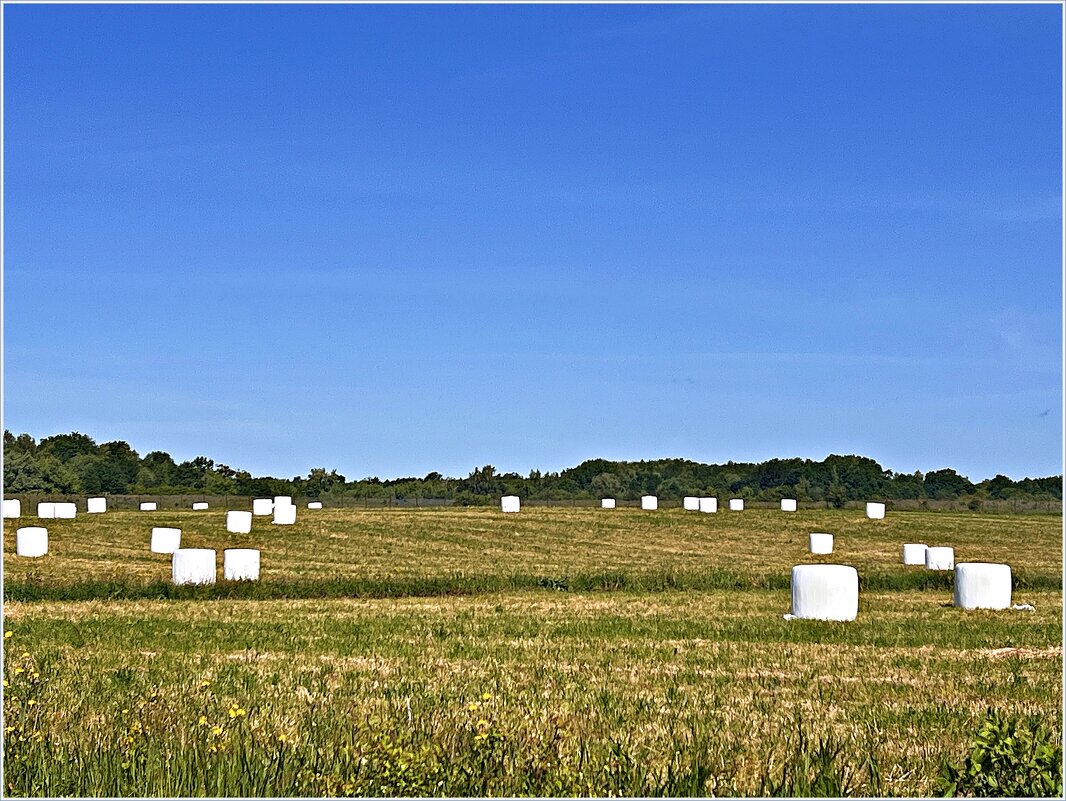 Июньское сено. - Валерия Комова Июньское сено. - Валерия Комова