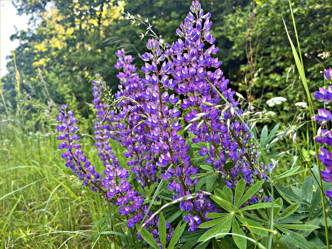 Люпины. - Валерия Комова