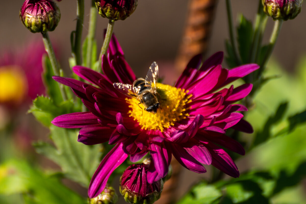 Хризантема - Игорь Сикорский Хризантема - Игорь Сикорский