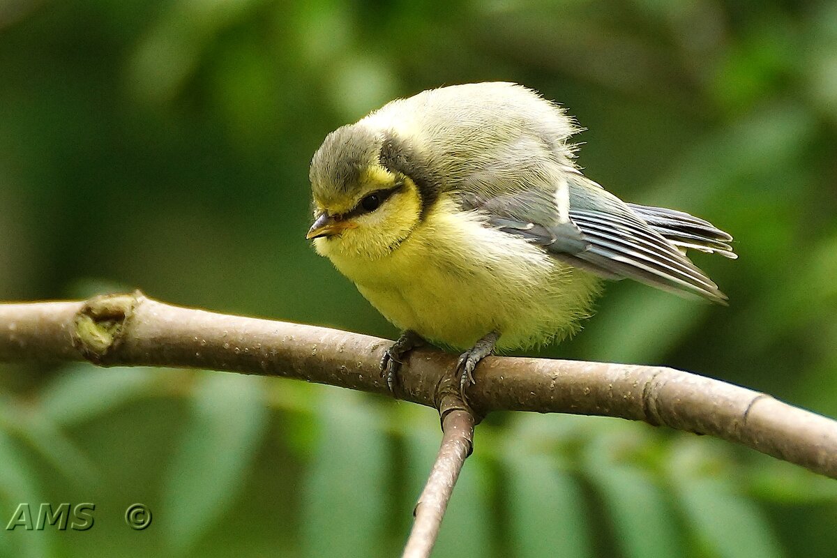 Дитё - kolyeretka 