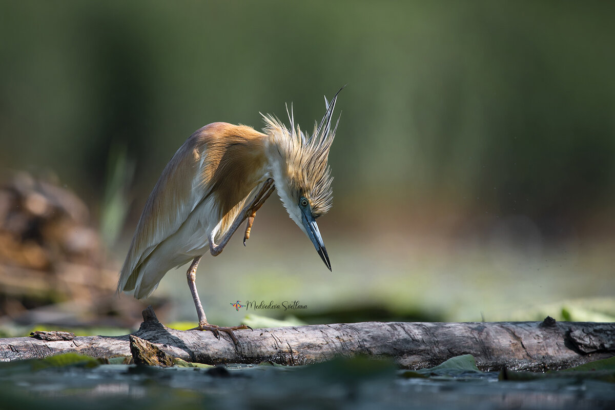 Красота страшная сила. - Светлана Ивановна Медведева Красота страшная сила. - Светлана Ивановна Медведева