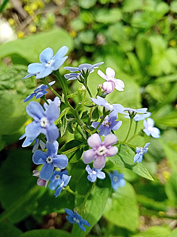 Цвет весны. - Владимир Драгунский