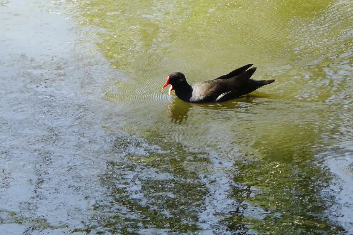 Камышница - Рита Симонова