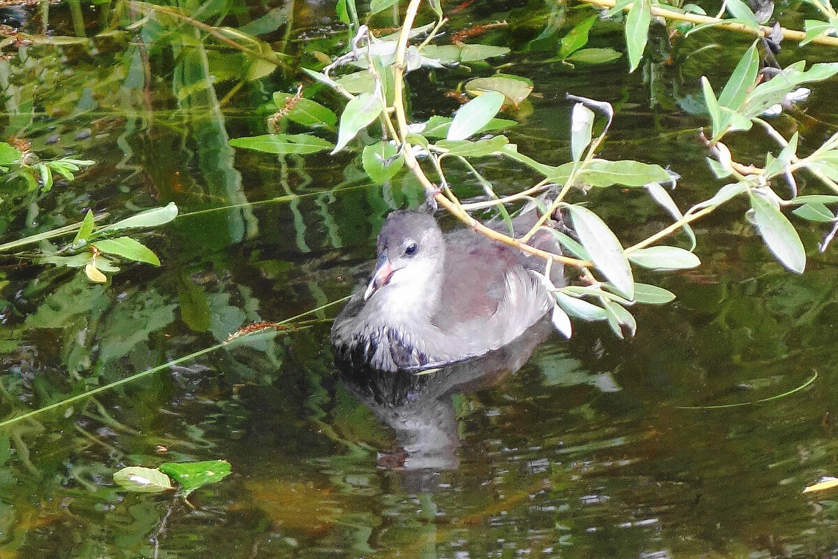 Камышонок - Рита Симонова