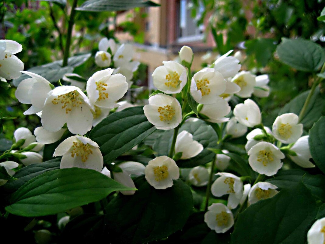 Жасмин - Елена Семигина