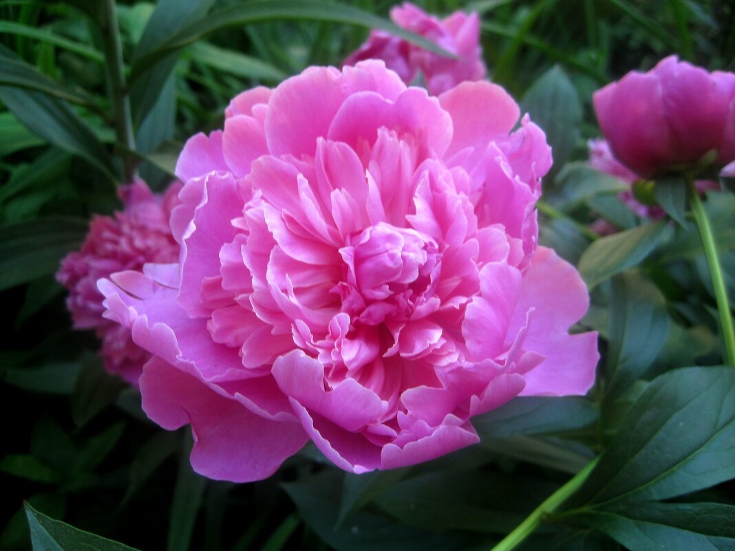 Пион - Елена Семигина