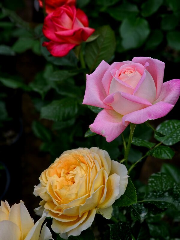 Розы - Галина Левина Розы - Галина Левина