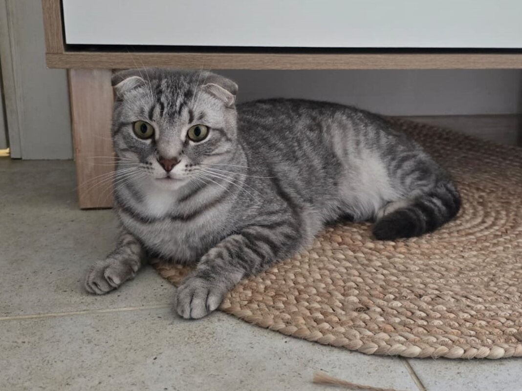 Боря дома. - Ольга Довженко