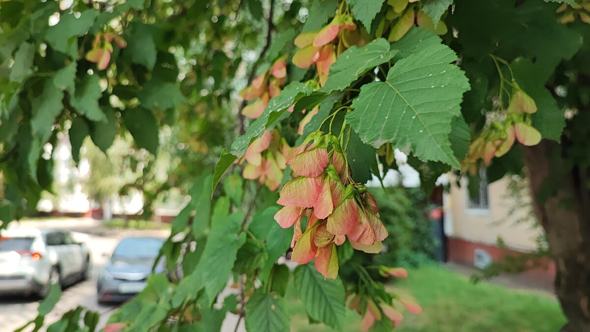 ,,, - Сергей Тимоновский