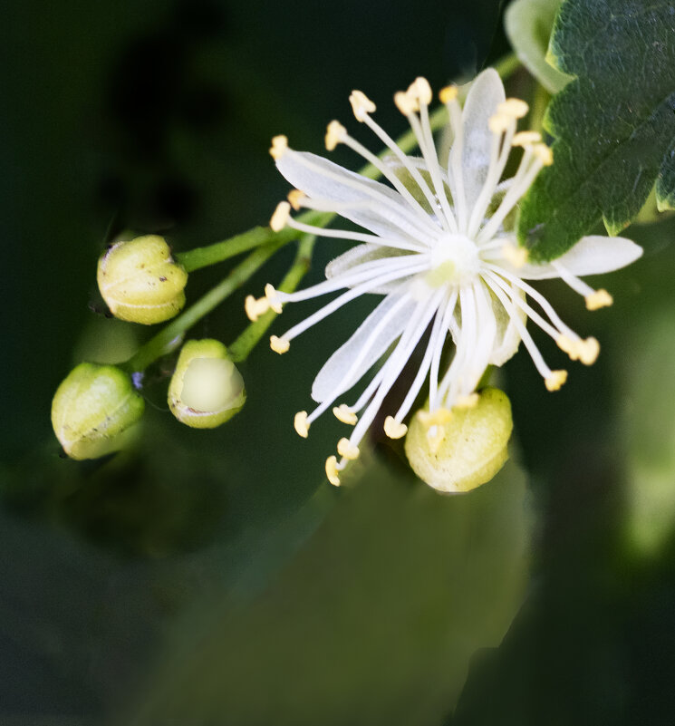Липа цветёт - Евгений 