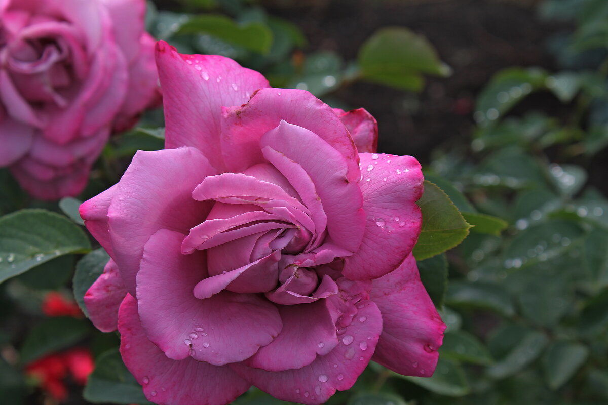 Розовые завитушки - tamara kremleva