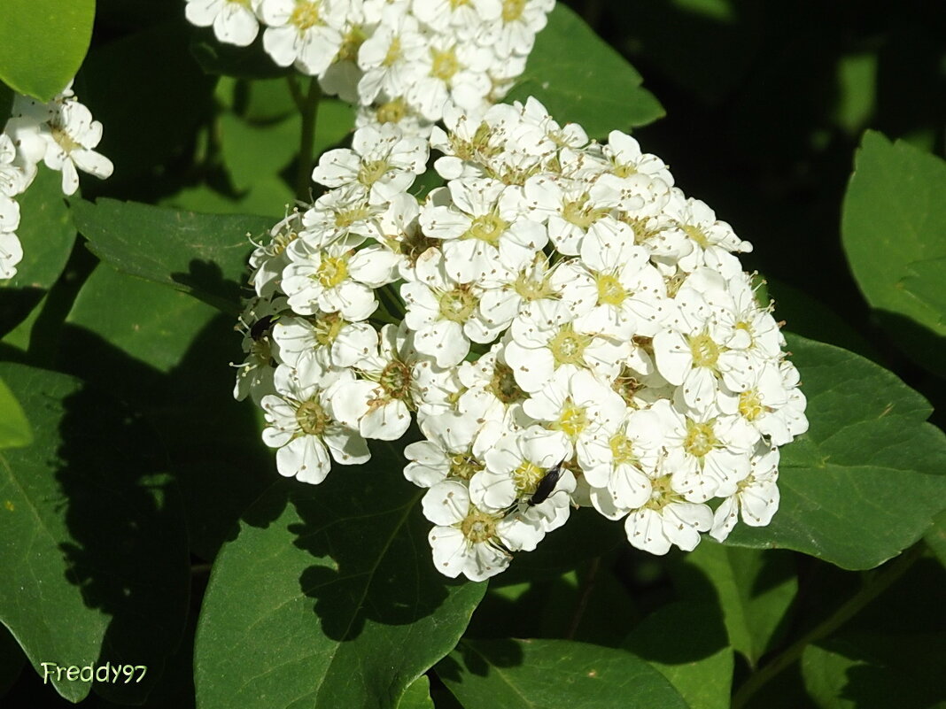 Спирея - Freddy 97