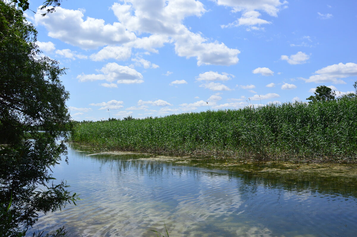 Местные виды. - Виктор 