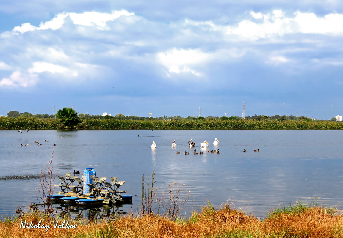 Пеликаны на искусственных озёрах - Николай Волков