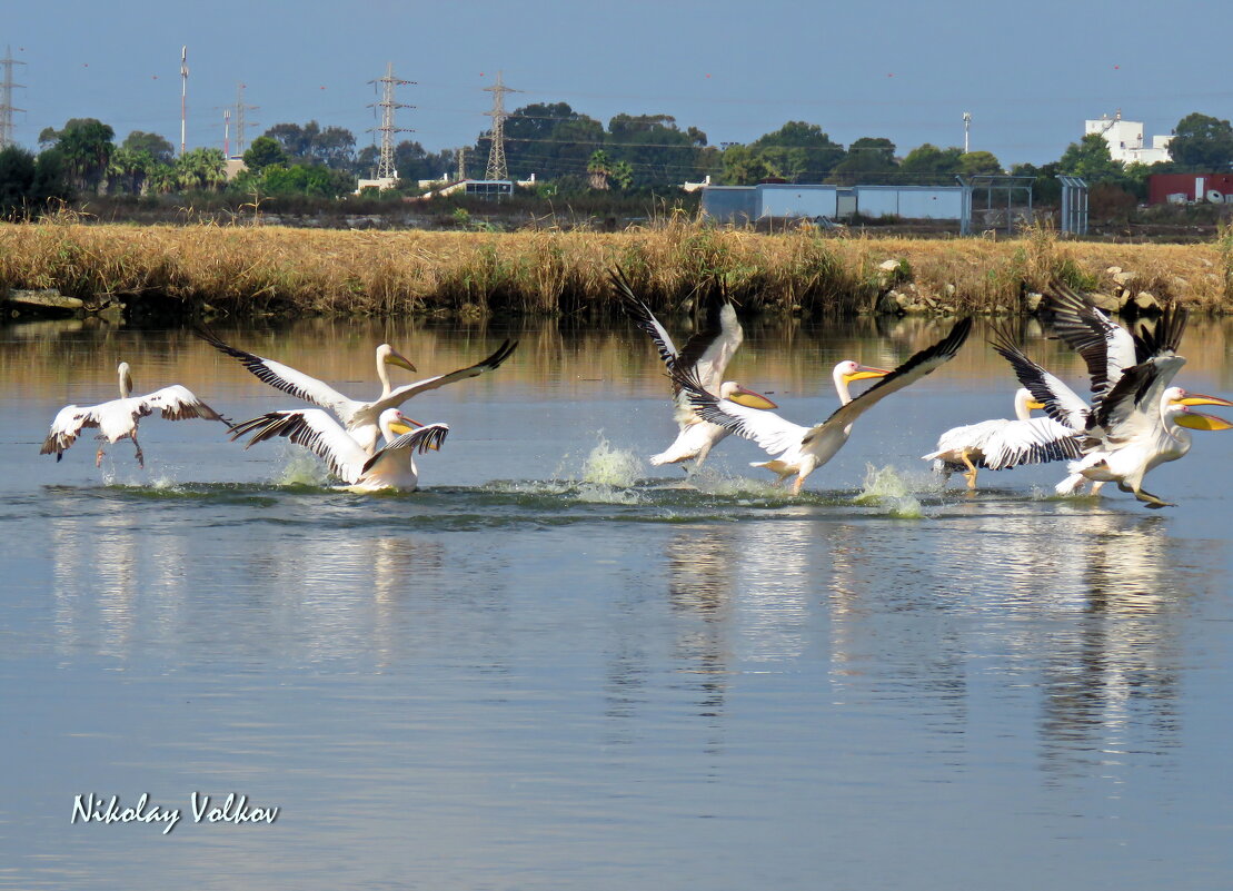 Пеликаны на искусственных озёрах - Николай Волков