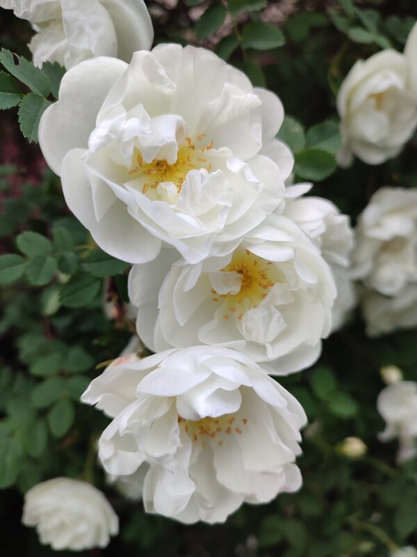 Благоухание лета - Ирина 