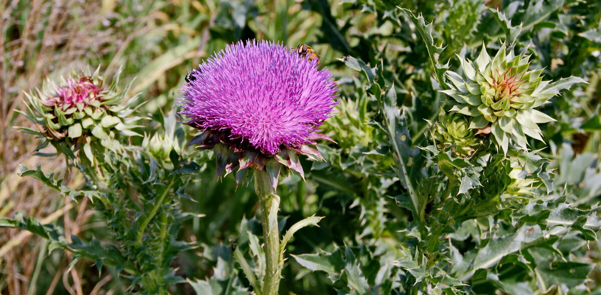 Чертополох поникающий. - сергей ермошкин Чертополох поникающий. - сергей ермошкин