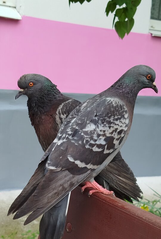 Это знак любви! - светлана льдокова